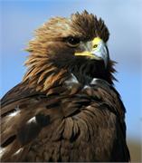 brown eagle closeup